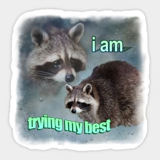 Trying Raccoon Meme Sticker